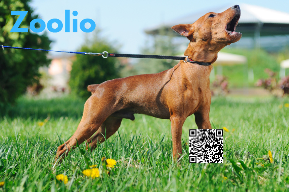 Zoolio Bark Collar NZ - Pet supply store New Zealand