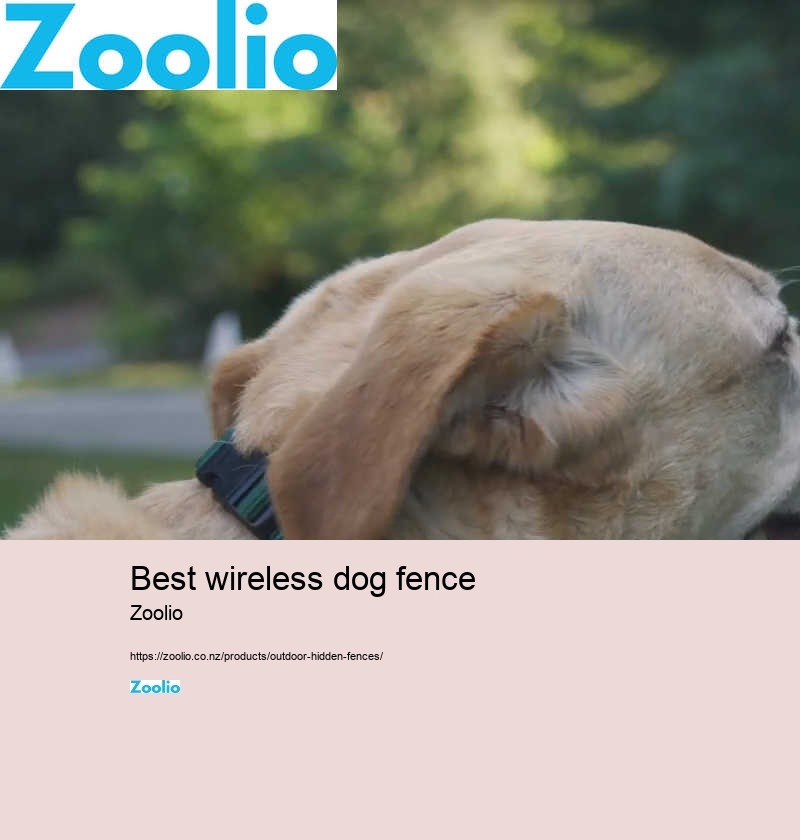 best wireless dog fence