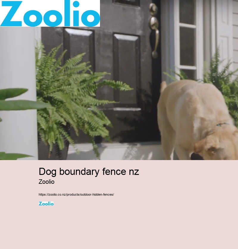 best wireless dog fence